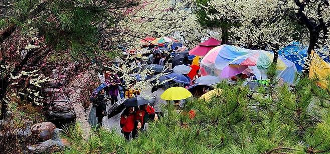 광양매화축제장 인파, 122만명이 다녀 갔다. 광양시 제공 *재판매 및 DB 금지