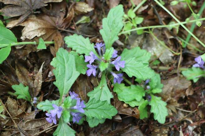 금창초. 봄에 보라색 꽃이 피고 잎은 바닥에 깔리듯이 붙어 달린다. 남부지방에서 볼 수 있다.