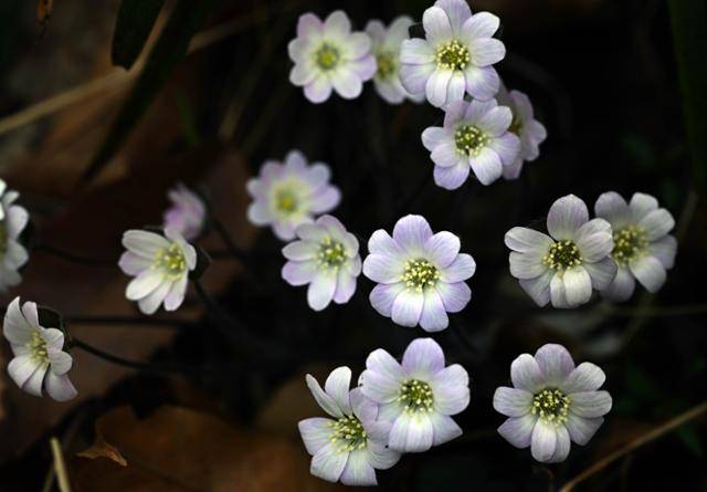 오직 풍도에서만 자생하는 풍도바람꽃이 어여쁜 꽃잎을 자랑하고 있다.