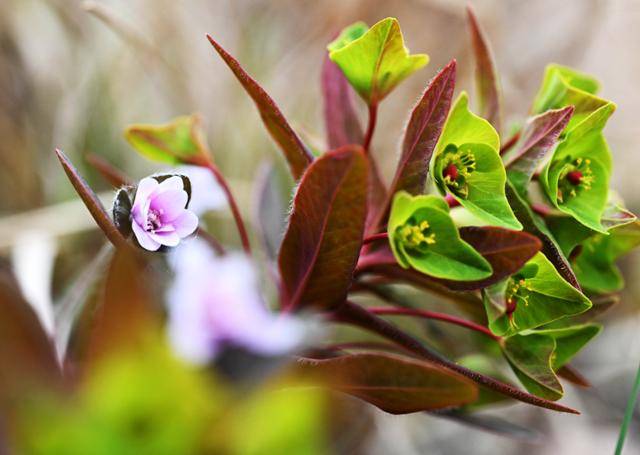 연분홍 꽃이 앙증맞은 노루귀(왼쪽)와 풍도 야생화 중 으뜸인 풍도대극이 나란히 피어 있다.