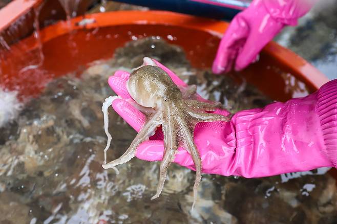 어민들이 그물로 잡은 '낭장 주꾸미'는 크기가 낙지만 하다. 시세는 물때와 어획량에 따라 매일 다르다.