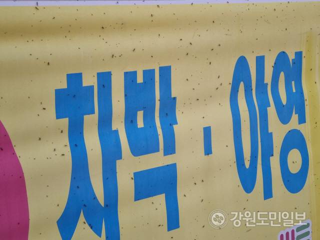 ▲ 최근 날씨가 따뜻해지며 평창읍 시가지와 주변 산책로 일대에 날파리떼가 극성을 부려 주민들이 생활불편을 호소하고 있다. 현수막에 가득 붙어있는 날파리떼.신현태