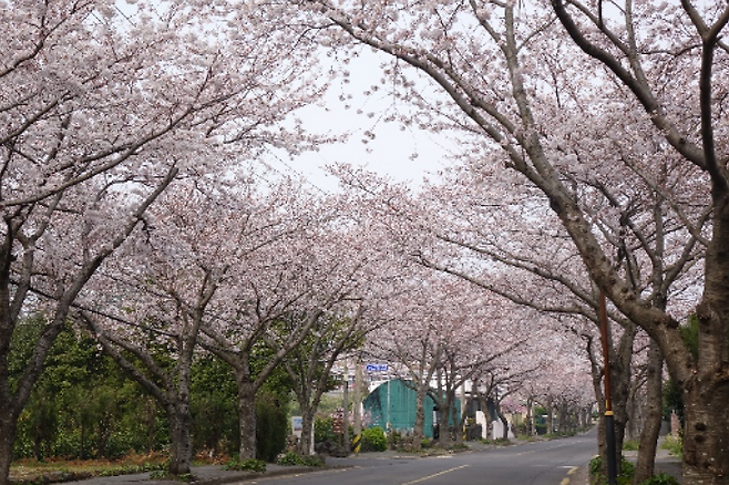 여래동 벚꽃길.&nbsp;제주패스 제공