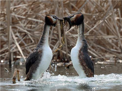 뿔논병아리 구애 행동 [촬영 유형재]