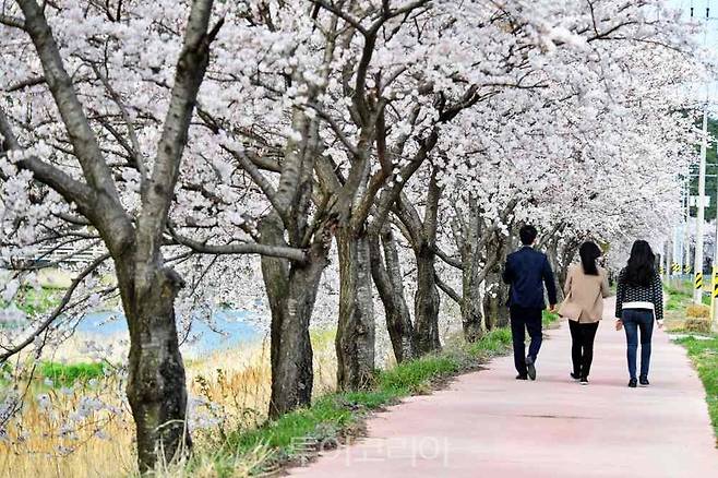 남원 운봉고원 벚꽃축제