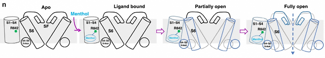냉각수용체 TRPM8은 세포막에 박힌 통로단백질로 상온에서는 통로가 막힌 비활성 상태다(맨 왼쪽). 온도가 떨어지거나 냄새분자인 멘톨(menthol)이 결합하면 구조가 바뀌며 통로가 열려 세포 밖 칼슘이온이 안으로 들어와 신호를 일으켜 우리는 춥거나 시원하다고 느낀다(오른쪽).네이처 커뮤니케이션스 제공