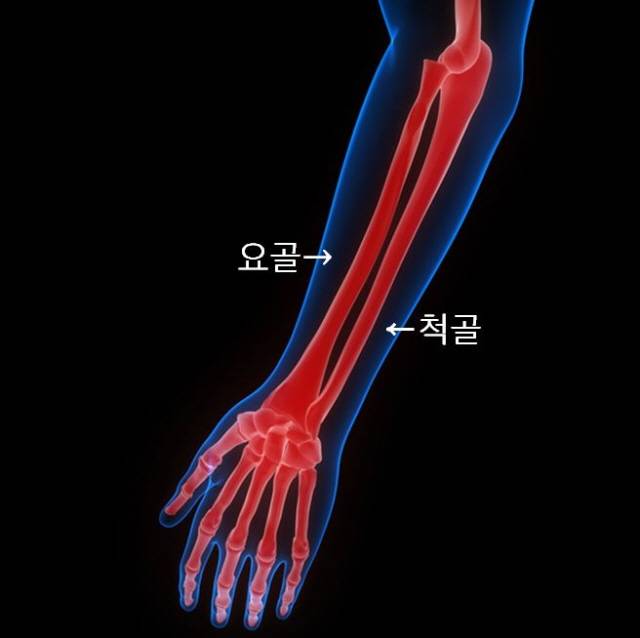 척골과 요골./사진=게티이미지뱅크