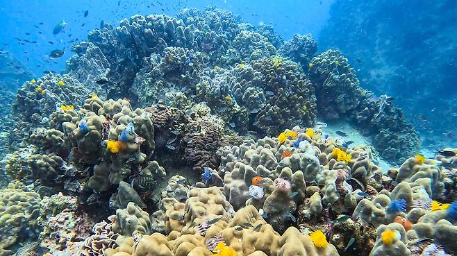 '화이트 록' 바다에는 알록달록한 '크리스마스트리 웜'이 많이 산다. 얼핏 보면 해초나 산호 같지만 갯지렁이과 생물이다.