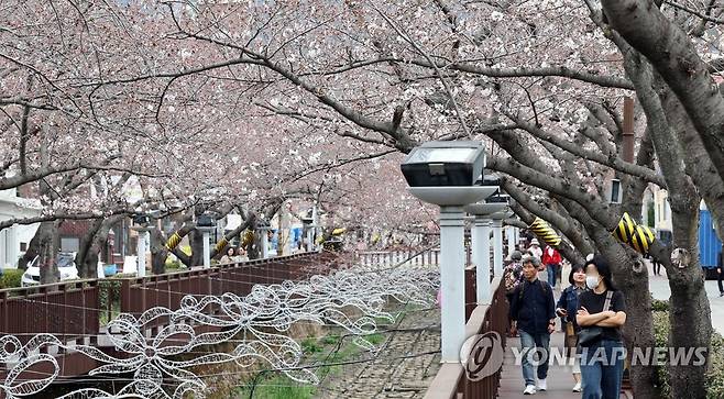 벚꽃 구경 [연합뉴스 자료사진]