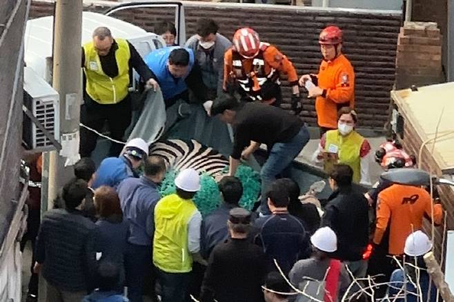 23일 오후 서울 광진구 자양동 주택가에서 소방대원들이 어린이대공원에서 탈출한 얼룩말 포획을 시도하고 있다 (사진=연합뉴스)