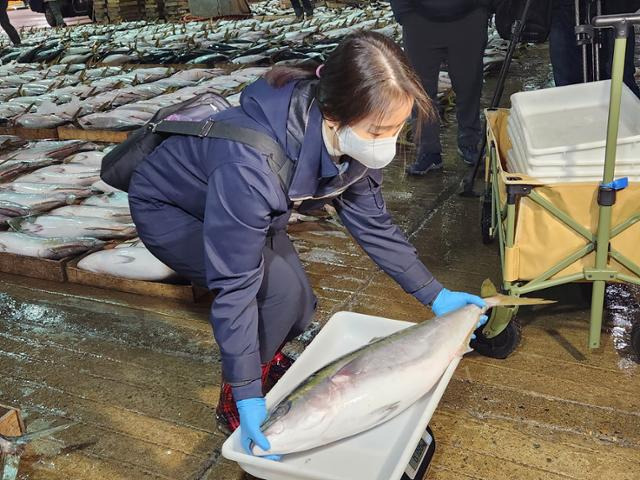 지난달 28일 부산 서구 부산공동어시장에서 국립수산물품질관리원 관계자가 방사능 검사를 위해 방어를 채취하고 있다. 부산=연합뉴스