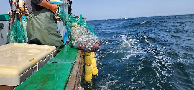 22일 수산과학원이 동해 묵호항 인근 해역에서 어미 대문어를 방류하고 있다. 수과원 제공