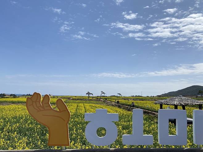 사진은 만개한 호미곶 유채꽃 단지 *재판매 및 DB 금지