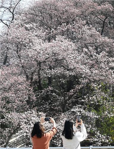 지난 22일 강릉시 남산 벚꽃 모습 [촬영 유형재]