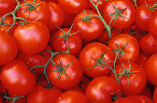 빨간 토마토에 많은 라이코펜 성분은 항산화 작용으로 전립선암 예방에 도움이 된다. [사진=클립아트코리아]