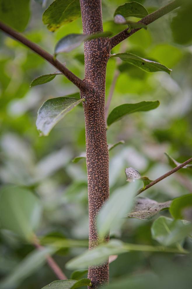 칠레와 페루, 볼리비아에서 자라는 ‘키라야 사포나리아(Quillaja saponaria)’라는 학명(學名)의 식물. 비누껍질나무로도 불리는 이 식물 줄기에서 백신의 면역증강제로 쓰이는 사포닌이 나온다./John Innes Centre