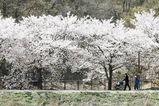장려 숲길로 선정된 '비슬산 둘레길(옥연지 송해공원 둘레길)'
산림청 제공