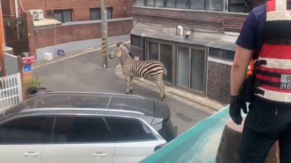 경찰과 소방 관계자 등에 포위된 세로. [사진=광진 소방서]