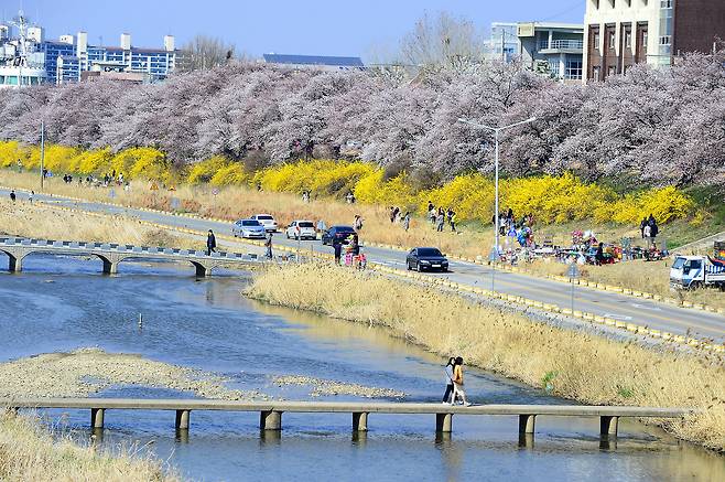 청주 무심천변 일대에 벚꽃이 만개하자 시민들이 산책을 즐기고 있다. 뉴시스 제공