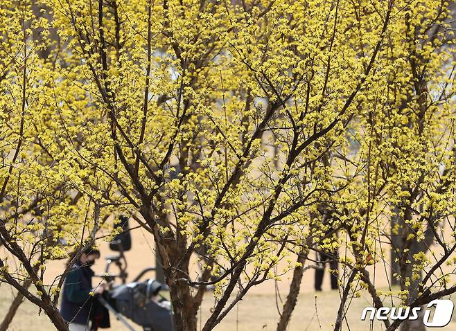 시민들이 봄날씨를 즐기며 산책을 하고 있다.  ⓒ News1 신웅수 기자