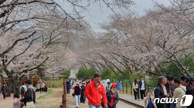 진해군항제가 열리는 경화역 일대에서 사람들이 벚꽃을 구경하고 있다.2023.3.25. ⓒ 뉴스1 박민석 기자