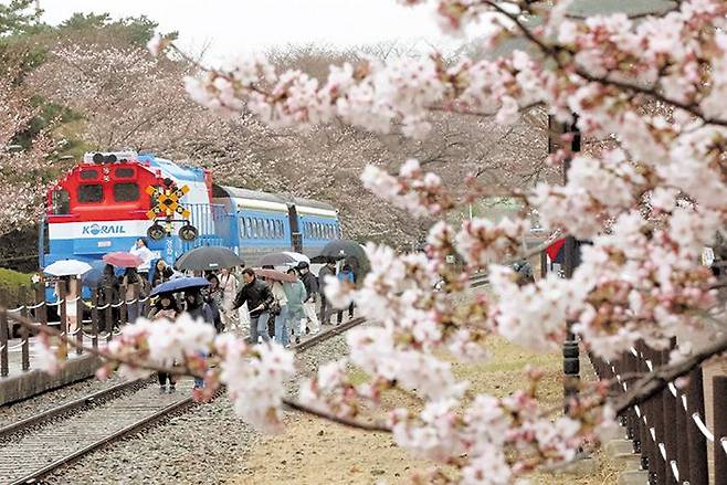 4년만에 열리는 ‘진해군항제’ - 국내 대표적 벚꽃 축제인 경남 창원시 ‘진해군항제’ 개막을 하루 앞둔 24일 진해구 경화역에서 관광객들이 벚꽃을 구경하고 있다. 코로나 여파로 4년 만에 개최되는 이번 군항제는 450만명이 찾을 것으로 예상된다. /김동환 기자