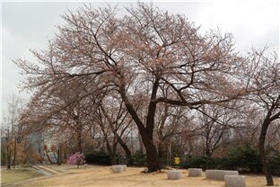 25일 오후 서울 기상관측소에 벚꽃이 피었다./기상청 제공