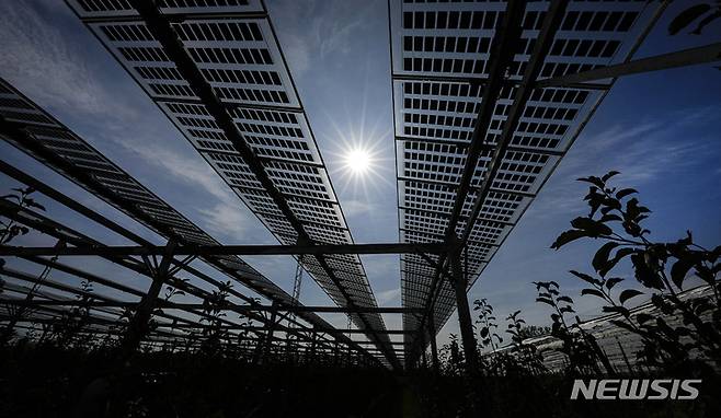 [겔스도르프(독일)=AP/뉴시스]2022년 8월30일 독일 서부 겔스도르프의 사과나무 농장에 특수 태양 전지판이 설치돼 있다. 한화솔루션의 계열사로 태양광 패널을 제조하는 큐셀이 미 조지아주에 25억 달러(3조1200억원)이 넘는 자금을 투자, 공장을 짓고 2500명을 신규 고용해 보통 미국 밖에서 제조되는 부품을 생산할 것이라고 11일 발표했다. 2023.1.11