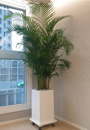 가정과 사무실에서 많이 키우는 아레카야자. 사진=유혜인 수습기자