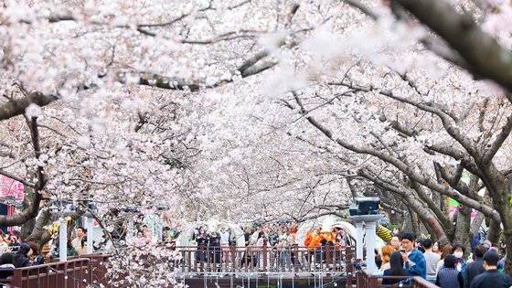 지난 24일 오후 경남 창원시 진해구 여좌천 일대에서 상춘객이 활짝 핀 벚꽃을 보며 추억을 만들고 있다.   연합뉴스