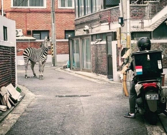 지난 23일 서울 어린이대공원에서 탈출한 얼룩말 ‘세로’가 광진구의 한 골목길에서 오토바이 배달노동자와 마주친 모습. 온라인커뮤니티 캡처