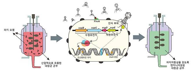 카이스트 이상엽 교수 연구진은 대장균에 방어 유전자를 넣어 파지 바이러스를 차단하는 데 성공했다./KAIST