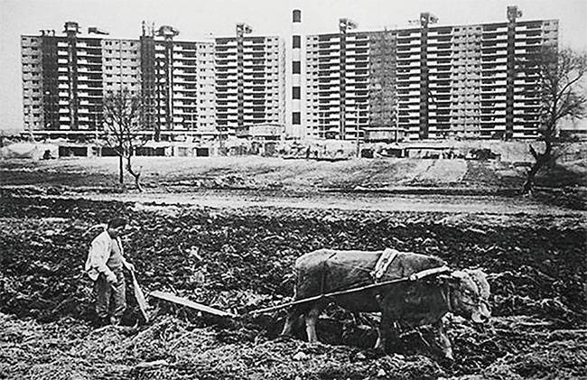 1978년 압구정현대아파트 앞에서 농부가 소로 밭갈이를 하고 있는 모습. 농부가 밭을 갈던 곳은 현재 압구정초등학교가 자리하고 있다. [강남구청 아카이브강남 제공]