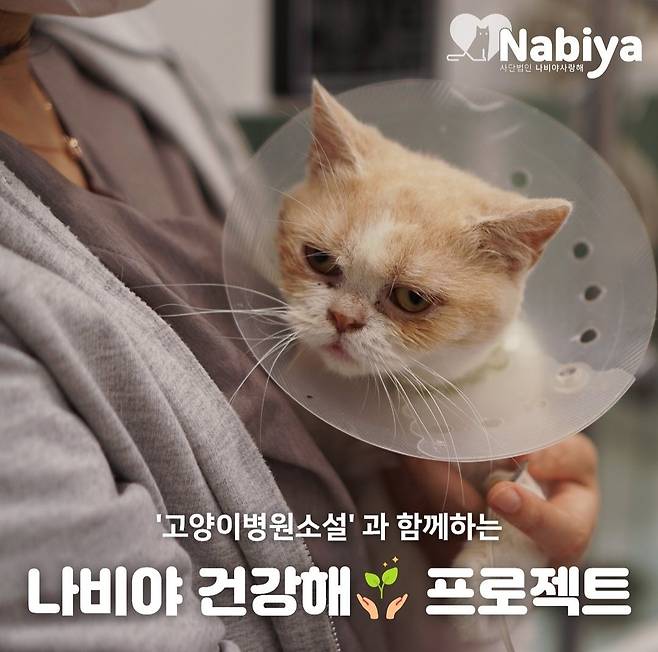 '고양이병원 소설'에서 매주 목요일 '나비야사랑해' 고양이들의 건강검진이 진행된다. '나비야사랑해' 후원자 대상 이벤트도 진행한다.(나비야사랑해 제공)ⓒ 뉴스1