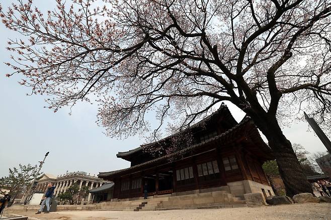 `석어당 살구꽃으로 덕수궁 봄을 맞다` 행사가 열린 28일 오전 서울 덕수궁에서 참가자들이 살구꽃이 핀 석어당 앞뜰을 둘러보고 있다. 윤운식 선임기자