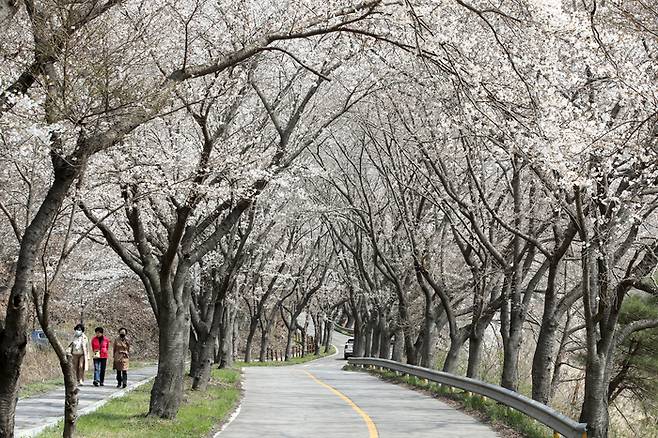 28일 전남 보성군 문덕면 대원사 벚꽃길에서 시민들이 산책하며 봄기운을 만끽하고 있다.  연합뉴스