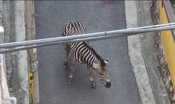 서울어린이대공원을 탈출해 민가를 활보 중인 얼룩말 세로. 연합뉴스