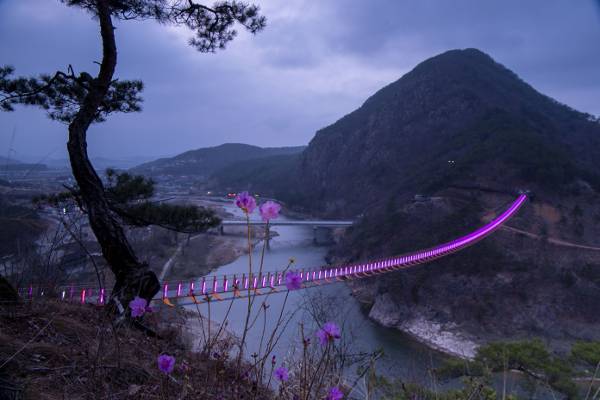 금강을 가로지르는 충남 금산군 제원면 월영산 출렁다리가 야간 조명에 분홍 진달래가 더해져 화려한 풍광을 펼쳐놓고 있다. 출렁다리 뒤로 인공폭포를 갖춘 부엉산 아래 원골유원지가 자리한다.