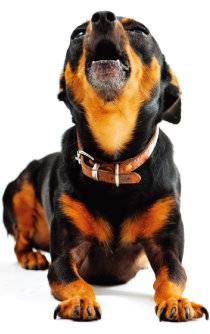 반려견이 짖는 문제는 성대 수술이 아닌 교육으로도 얼마든지 해결할 수 있다. [GettyImages]