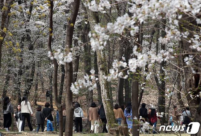 29일 서울 강남구 삼성동 선정릉을 찾은 시민들이 활짝 핀 벚꽃 아래서 점심시간을 활용해 산책을 하고 있다. 2023.3.29/뉴스1 ⓒ News1 박정호 기자