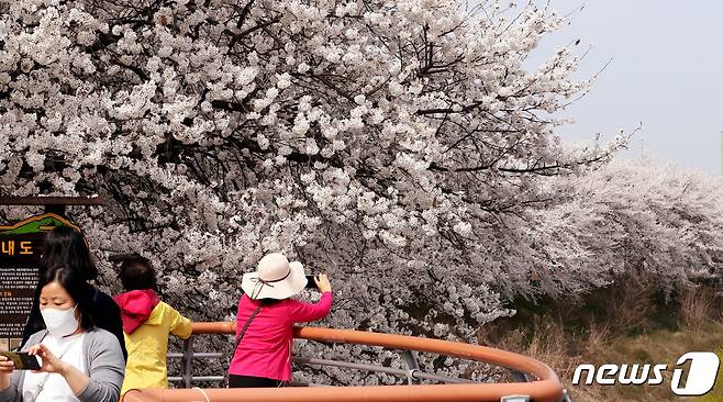 30일 세종시 조치원읍 번암리 조천주변에 벚꽃이 만개한 가운데 봄을 즐기는 시민들이 사진을 찍으며 산책하고 있다. 2023.3.30/뉴스1 ⓒ News1 김기남 기자
