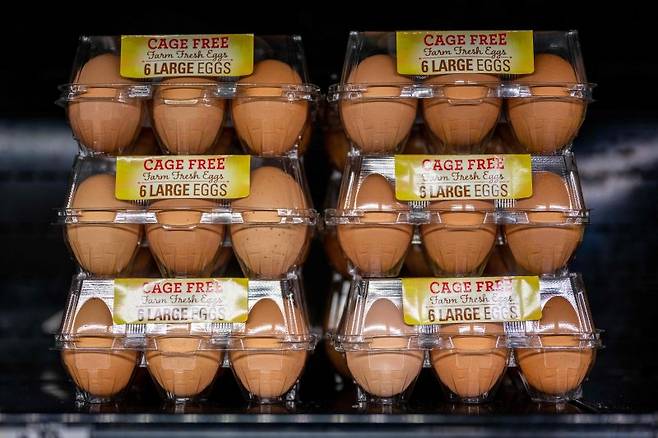 미국의 조류독감 탓에 달걀 가격이 폭등하면서 산란계 업체들이 폭리를 취하고 있다는 비판이 나오고 있다. 지난달 8일 텍사스주 오스틴의 한 상점에 닭장에 가두지 않은 닭에서 나온 달걀이 진열돼 있다. AFP연합