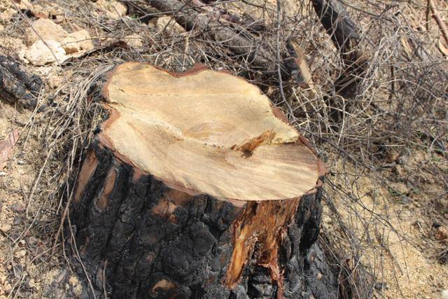 울진군의 산불피해목이 잘려 나간 밑동. 까맣게 타서 가구 재료로 사용할 수 없는 껍질과 달리 속살은 멀쩡하다. 울진=김현종 기자