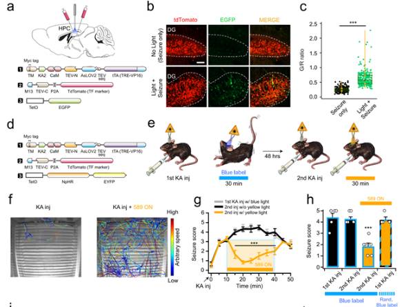 뇌전증 동물모델에서 ST-Cal-Light을 이용한 간질 억제에 성공했다. [사진=DGIST]