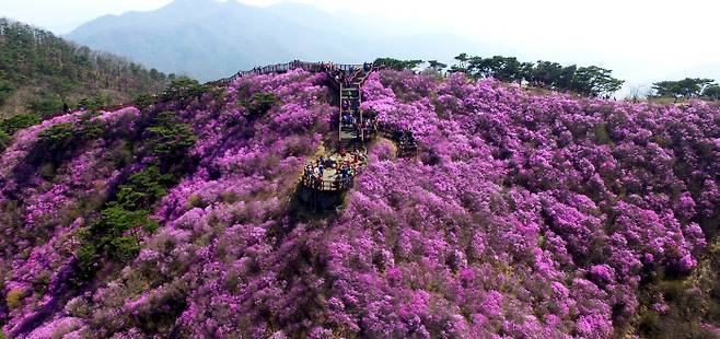 강화군 고려산 진달래 군락지는 산 중턱부터 정상에 펼쳐진 진달래 군락이 연분홍빛 꽃물결의 장관을 이룬다.