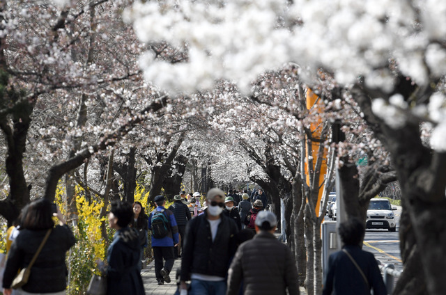 벚꽃이 개화한 지난 26일 서울 여의도 윤중로에서 시민들이 활짝 핀 벚꽃을 보고 있다. 최현규 기자