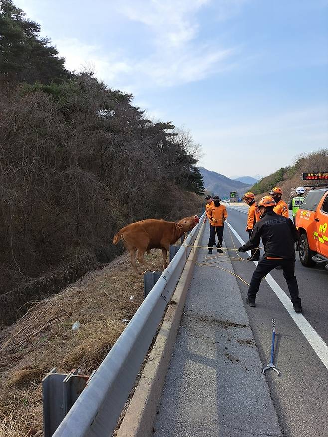 [제천=뉴시스] 안성수 기자 = 30일 오후 3시37분께 충북 제천시 중앙고속도로 안동 방향 남제천 IC 인근에서 도로 위를 뛰어다니는 송아지 한 마리가 발견됐다. 송아지는 20분만에 경찰, 소방당국 등에 의해 포획된 뒤 주인에게 인계됐다. (사진=제천소방서 제공) 2023.3.30. photo@newsis.com *재판매 및 DB 금지