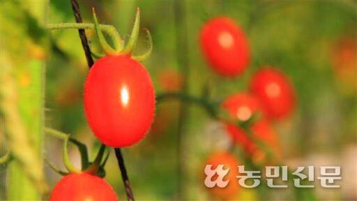 방울토마토. 농민신문DB