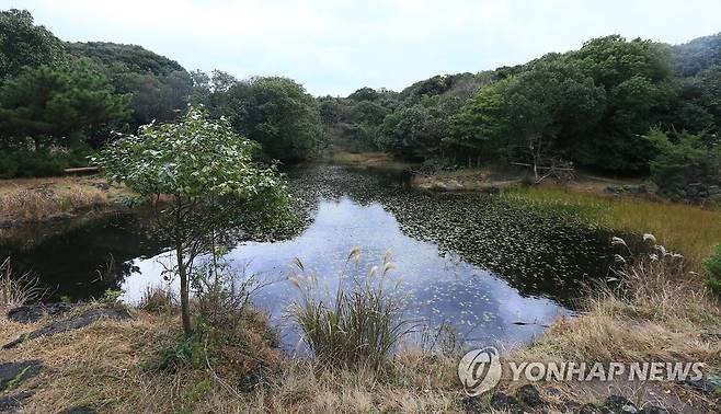 제주 동백동산 최대 습지 먼물깍 [연합뉴스 자료사진]