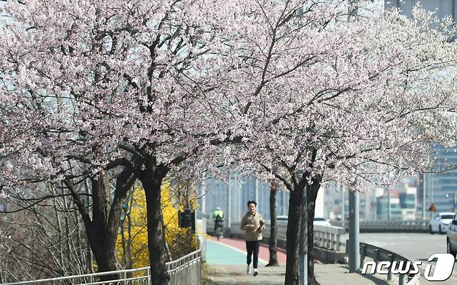 여의도 벚꽃축제를 일주일여 앞둔 26일 서울 여의도 여의동로에 벚꽃 등 봄꽃들이 꽃망울을 터트리고 있다.   2023.3.26/뉴스1 ⓒ News1 허경 기자